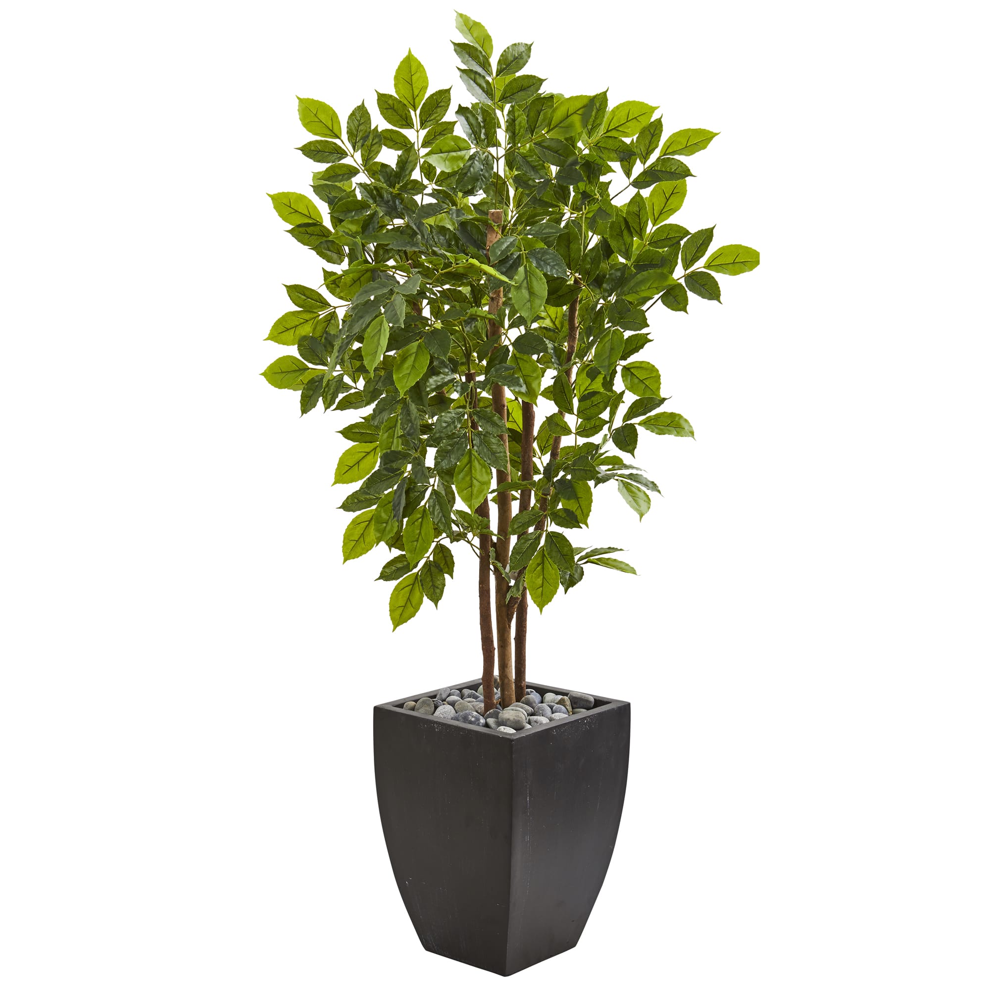 5ft. River Birch Tree in Black Planter